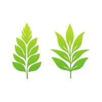 Two green leaves are shown on a white background vector