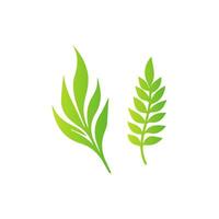 A green leaf and a leaf on a white background vector