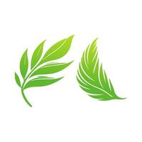 Two green leaves on a white background vector