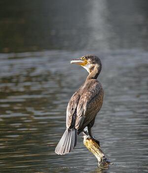 Serenity Perched Sand Duck Resting on the Branch photo
