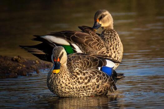 Rural Ducks At Rest On Pond Water photo