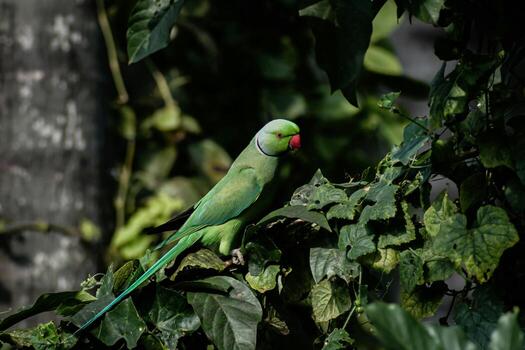 Glamourous Feathers Showbiz Parrot Duo photo