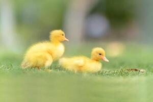 Golden Duckling's Grace photo
