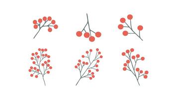 hand drawn branch of rowan berries for winter and autumn decoration. Doodle illustration. vector