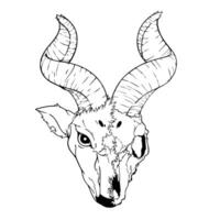 A drawing of a goat head with horns vector