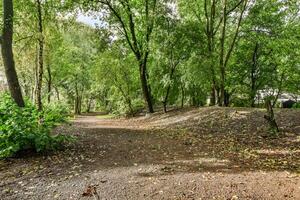 A path through a wooded area with trees and grass photo