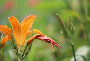 Shadows of Unveiling the Intriguing Design of Lily Flowers photo