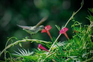 Blush Elixir The Hummingbird's Pink Floral Nectar photo