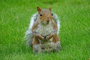 Graceful Squirrel Standing Tall Amidst the Grass photo