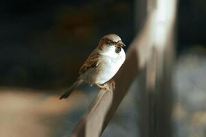 Whispers of Stillness The Silent Rest of the Sparrow photo