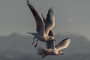Harmonious Haven The Journey of Two Water Ducks to Their Nest of Serenity photo