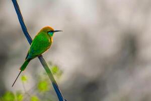 Regal Repose The Silent Rest of the Kingfisher's Perch photo