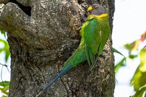 Chirp and Seek Exploring the Secret World of Parrot Nests photo