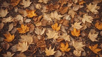 Golden Autumn Leaves on Blank Ground photo