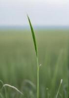 Empty Horizon with a Single Blade of Grass in Focus photo