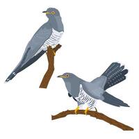 set of two cuckoos sitting on branches vector