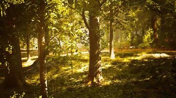 The sun shines through the trees in the forest video