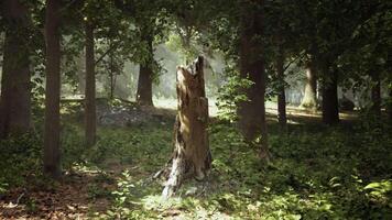 A tree stump in the middle of a forest video