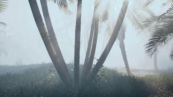 A foggy day with palm trees in the foreground video