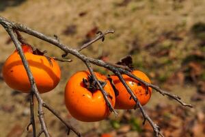 two persimmons on a tree with blur background photo