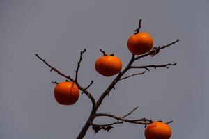 two persimmons on a tree with blur background photo