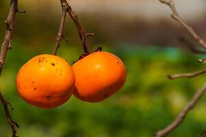 two persimmons on a tree with blur background photo