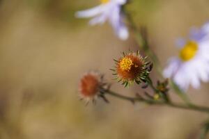 Close-up image of the beautiful autumn flowering purple Aster amellus, the European Michaelmas-daisy flower photo