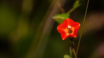 Macrophotoraphy of Red flower of the Ipomoea Coccinea type. Textured Details of beautiful and exotic Plants in the wild. Graphic Resources. Botanical Photography. Plants Close-up. Nature Photography photo
