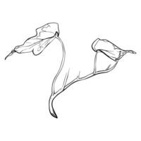 Sketch Ivy branch with leaves. Graphics illustration plant painted by black inks. Linear drawing foliage on isolated. Line art style for greeting cards designs vector