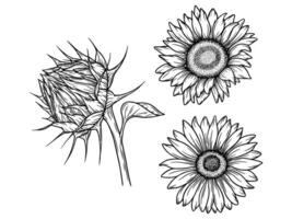 Set of sunflower illustrations in line art style. Graphic monochrome drawing. Hand drawn floral outline sketch, engraved illustration. Design element for coloring book, tattoo, logo, icon, label. vector