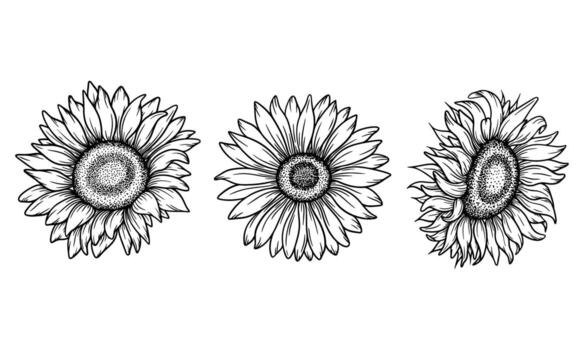 Sunflower illustration set in line art style. Graphic