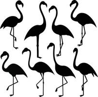 Isolated flamingos Silhouettes in Various Poses on White Background vector