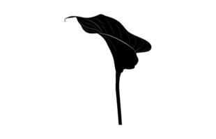 Arum Lily Silhouette isolated on a white background vector