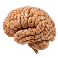 Detailed anatomical representation of a human brain, showcasing its complex structure and unique features in a realistic manner. png