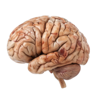 Detailed anatomical representation of a human brain showcasing neural structures and intricate patterns in a realistic style. png