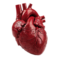 Realistic 3D model of a human heart showcasing intricate details of anatomy and structure, ideal for medical and educational use. png