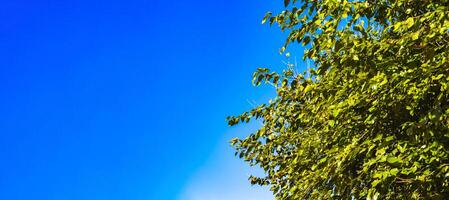 Tree and clear sky. Carbon net zero concept banner photo