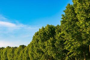 Trees and sky view. Carbon net zero concept image photo