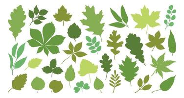 Set of silhouettes of various tree leaves, oak, maple, and chestnut. Simple, green monochrome spring or summer leaves collection. Flat illustration on a white background. vector
