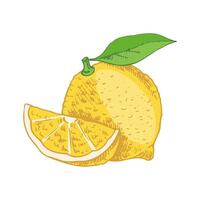 A hand-drawn sketch of a lemon. A flowering plant with a single leaf. A slice of lemon and a lemon. Citrus. Lemon, lime. Great for a poster, menu or label. vector