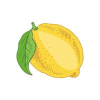 A hand-drawn sketch of a lemon. A flowering plant with a single leaf. Citrus. Lemon, lime. Great for a poster, menu or label. vector