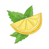A hand-drawn sketch of a lemon. A flowering plant with leaves. A slice of lemon. Citrus. Orange, grapefruit. Great for a poster, menu or label. vector