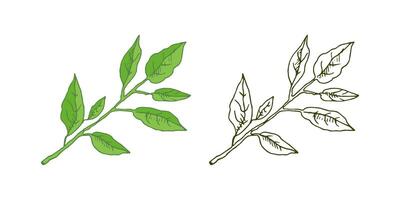 A hand-drawn sketch of a lemon tree branch with leaves. Great for a poster, menu or label. vector