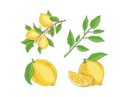 A hand-drawn sketch of a lemon. A branch with lemon fruits, leaves and flowers. Citrus. Great for a poster, menu or label. vector