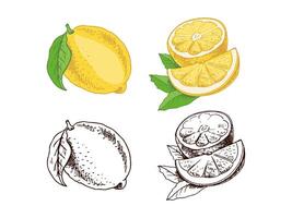 A hand-drawn sketch of a lemon. A plant with leaves. A slice of lemon and half a lemon. Citrus. Orange, grapefruit. Great for a poster, menu or label. vector
