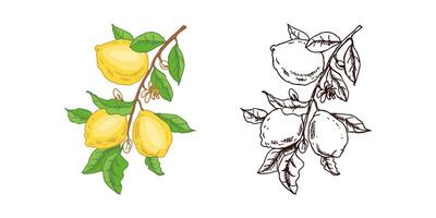 A hand-drawn sketch of a lemon. A branch with lemon fruits, leaves and flowers. Citrus. Great for a poster, menu or label. vector
