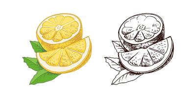 A hand-drawn sketch of a lemon. A plant with leaves. A slice of lemon and half a lemon. Citrus. Orange, grapefruit. Great for a poster, menu or label. vector