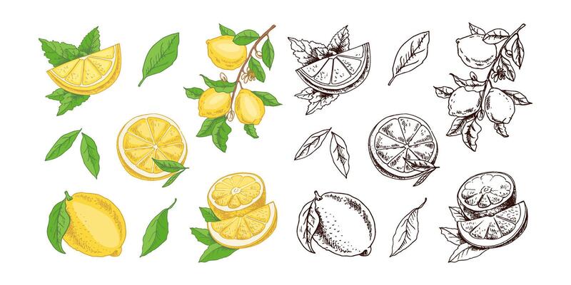 hand drawn lemon set. Whole lemon, sliced pieces, half, leaf and branch sketch. Tropical fruit engraved style illustration. Detailed citrus ink drawing.