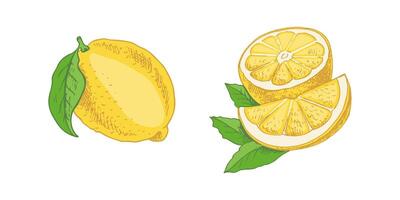 A hand-drawn sketch of a lemon. A plant with leaves. Lemon, slice and half of a lemon. Citrus. Orange, grapefruit. Great for a poster, menu or label. vector