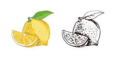 A hand-drawn sketch of a lemon. A flowering plant with a single leaf. A slice of lemon and a lemon. Citrus. Lemon, lime. Great for a poster, menu or label. vector